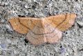 Cyclophora (Codonia) linearia